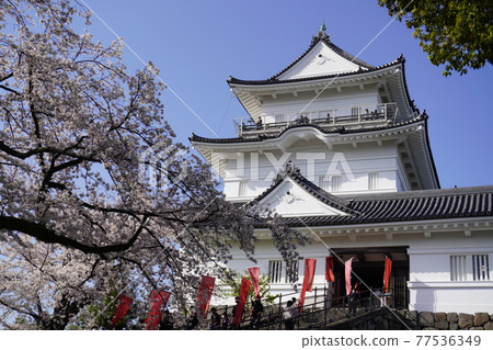 Cherry blossoms of Odawara Castle 77536349