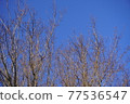 Deciduous trees growing in the blue sky 77536547