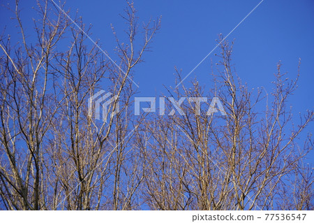 Deciduous trees growing in the blue sky Deciduous trees growing in the blue sky 77536547