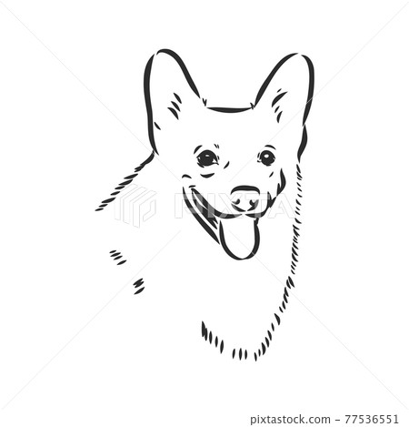 Vector portrait of welsh corgi pembroke. Hand drawn domestic dog illustration. Vector illustration for decoration, design logotype, leaflet, catalog, pet shops, veterinary clinics 77536551
