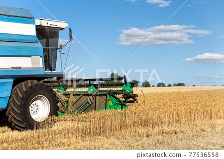 Scenic front view Big powerful industrial combine harvester machine reaping golden ripe wheat cereal field on bright summer or autumn day. Agricultural yellow field machinery landscape background 77536558