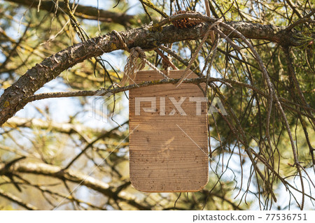Light wood rustic sign board hanging on a pine tree Light wood rustic sign board hanging on a pine tree 77536751