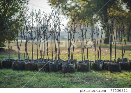 reforestation set of young trees trunks in pots reforestation set of young trees trunks in pots 77536811