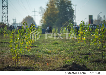 green garden with young fresh planted trees green garden with young fresh planted trees 77536819