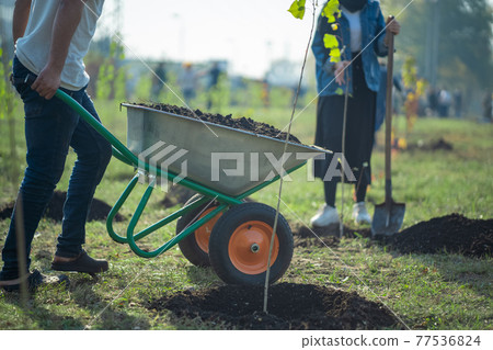planting new trees with gardening tools in green park 77536824