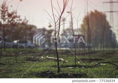 planting new trees with gardening tools in green park planting new trees with gardening tools in green park 77536834