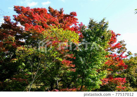 Autumn leaves up of the course of contact with nature in Satsukiyama Park, Ikeda City, Osaka Prefecture Autumn leaves up of the course of contact with nature in Satsukiyama Park, Ikeda City, Osaka Prefecture 77537012