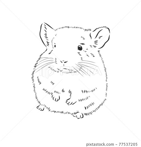 Chinchilla dog sketch style vector illustration. Old hand drawn engraving imitation. chinchilla animal, vector sketch illustration 77537205