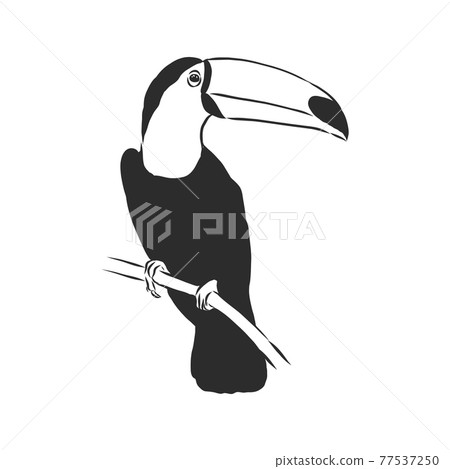 toucan hand drawn vector llustration realistic sketch, Toucan bird, vector sketch illustration toucan hand drawn vector llustration realistic sketch, Toucan bird, vector sketch illustration 77537250