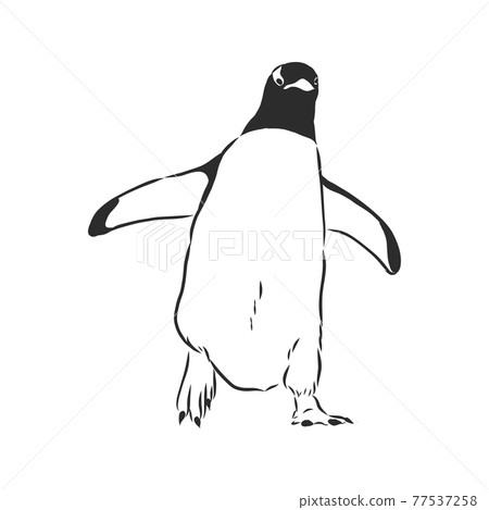 Hand drawing penguins. Vector illustration, penguin, vector sketch illustration Hand drawing penguins. Vector illustration, penguin, vector sketch illustration 77537258
