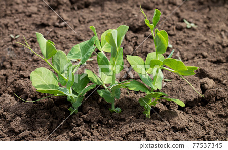 Green pea sprouts germinating in organic garden 77537345