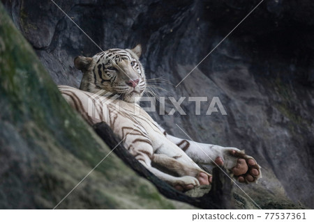 Close up white tiger is sleep and rest on the rock mountain Close up white tiger is sleep and rest on the rock mountain 77537361