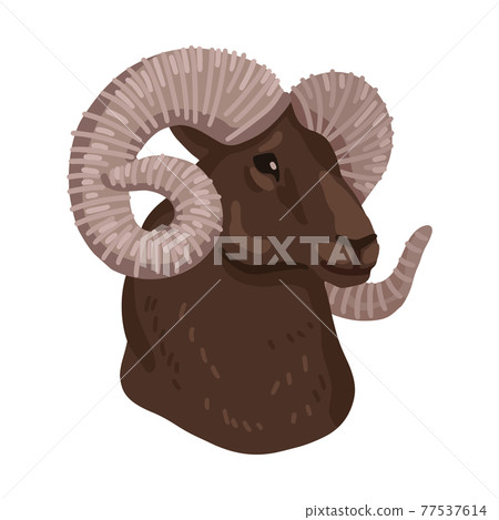 Head of Altai mountain ram. Vector illustration isolated on white background. Head of Altai mountain ram. Vector illustration isolated on white background. 77537614