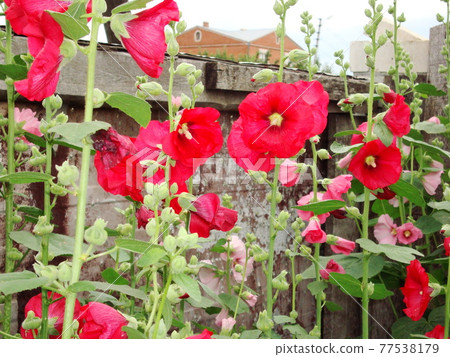 Garden beds and colorful flowers on them in summer Garden beds and colorful flowers on them in summer 77538179