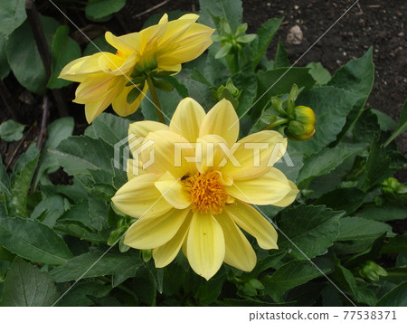 Garden multicolored flowers close-up in summer Garden multicolored flowers close-up in summer 77538371