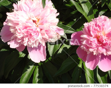 Garden multicolored flowers close-up in summer Garden multicolored flowers close-up in summer 77538374