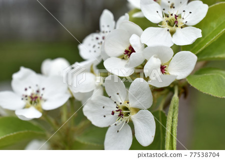 White blooming apple tree flowers in the garden close up White blooming apple tree flowers in the garden close up 77538704