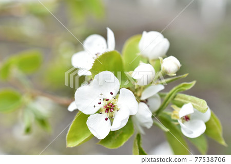 White blooming apple tree flowers in the garden close up White blooming apple tree flowers in the garden close up 77538706