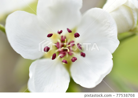 White blooming apple tree flowers in the garden close up White blooming apple tree flowers in the garden close up 77538708