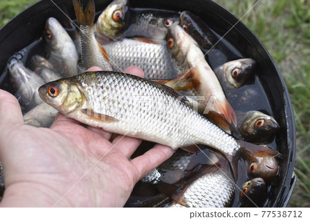 Freshly caught fish roach bream in a bucket in the summer Freshly caught fish roach bream in a bucket in the summer 77538712