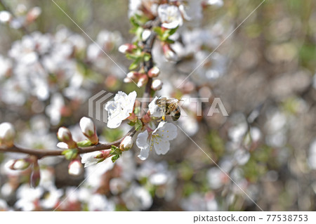 Prunus tomentosa Japanese cherry blossoming with bees in spring Prunus tomentosa Japanese cherry blossoming with bees in spring 77538753