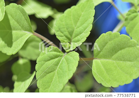Green bright seedlings of flowers in pots in spring 77538771