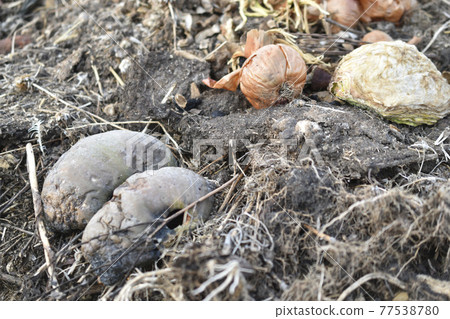Garbage rotting pile with vegetables and pumpkin cesspool 77538780