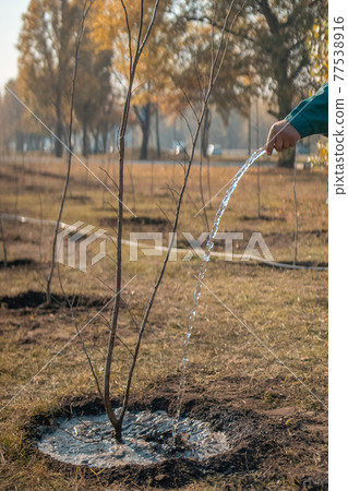 gardener watering young trees in summer garden gardener watering young trees in summer garden 77538916