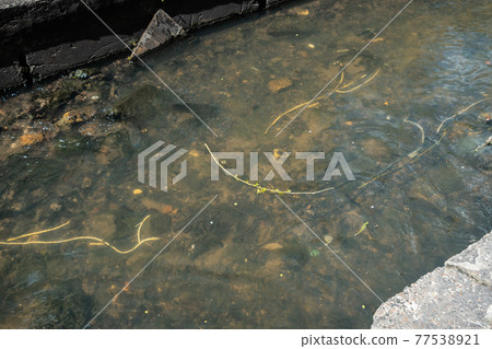 garbage, plastic bags and waste on industrial city river after spring flood garbage, plastic bags and waste on industrial city river after spring flood 77538921