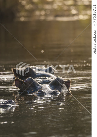 Hippopotamus , Kruger National Park , Africa 77539711