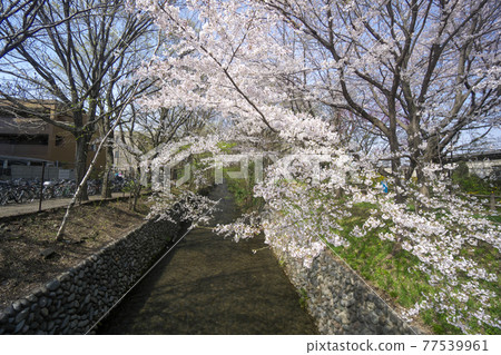 Sakura along Tamagawa Josui near Tamagawa Josui Station Sakura along Tamagawa Josui near Tamagawa Josui Station 77539961