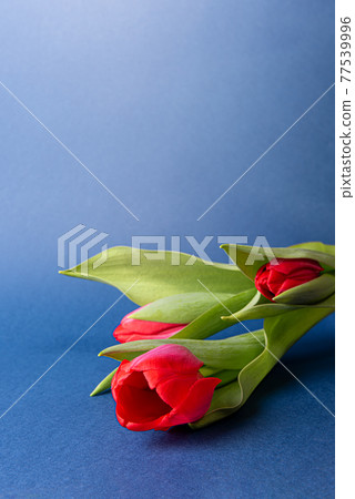 Small red tulip flower bouquet on blue paper background 77539996
