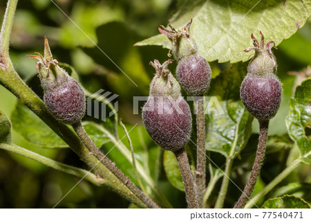 Bulbs of a plant 77540471