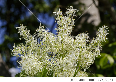 Macro of white flowers 77540474