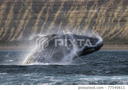 Whale Patagonia Argentina Whale Patagonia Argentina 77540611