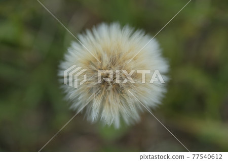 Yellow wild flower in Patagonia, Argentina Yellow wild flower in Patagonia, Argentina 77540612