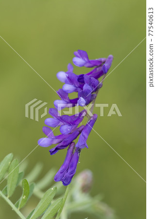 Yellow wild flower in Patagonia, Argentina Yellow wild flower in Patagonia, Argentina 77540613