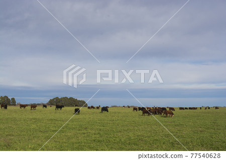 cows in the field cows in the field 77540628