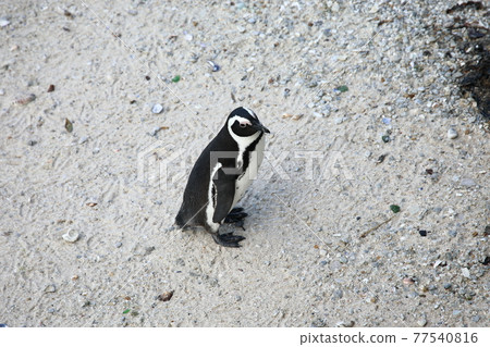 African Penguins (Boulders Beach, South Africa) African Penguins (Boulders Beach, South Africa) 77540816