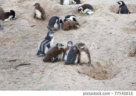 African Penguins (Boulders Beach, South Africa) 77540818