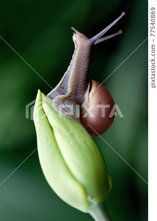 A snail posed on a green tulip 77540869