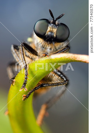Fly with beutifull eyes 77540870