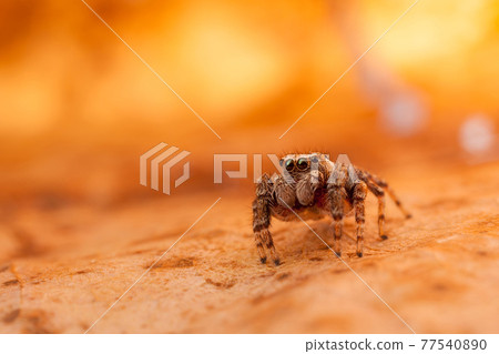 Jumping spider on the orange and shining leaf Jumping spider on the orange and shining leaf 77540890