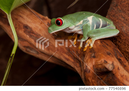 Red eyed tree frog crouching on a branch 77540896