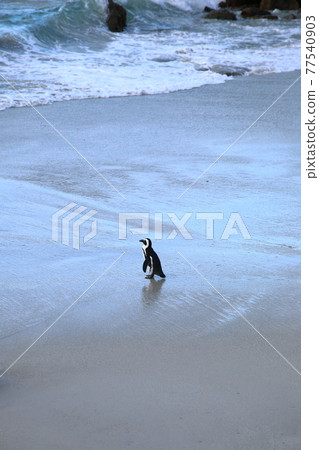 巨石海灘（南非） 77540903