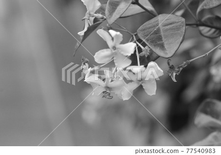 單色花 單色花 77540983