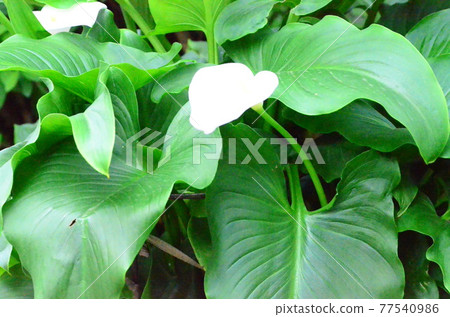單色花 單色花 77540986
