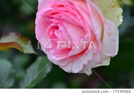 單色花 單色花 77540988
