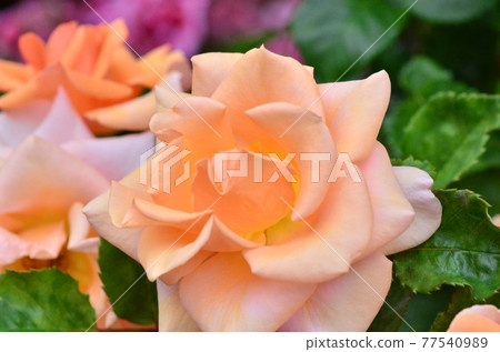 單色花 單色花 77540989