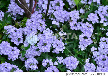 單色花 單色花 77540991